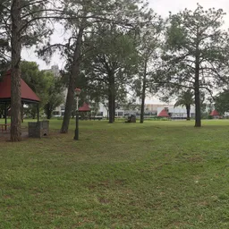 Pine Picnic