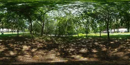 Woods during the day