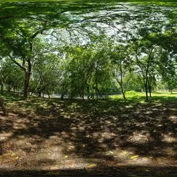 Woods during the day