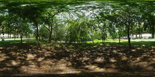Woods during the day