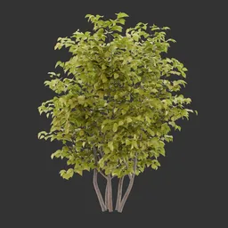 Bush Autumn Plant AQ