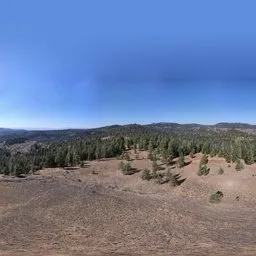 Forest Under Blue Sky