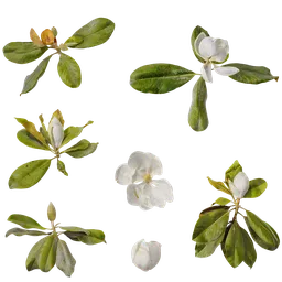 Magnolia grandiflora Atlas