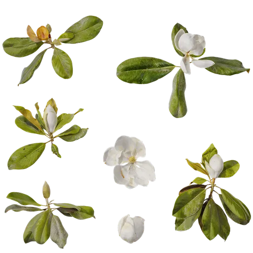 Magnolia grandiflora Atlas