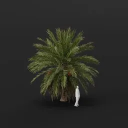 Date Palm Tree Young