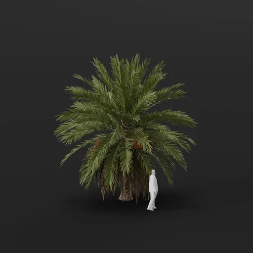Date Palm Tree Young