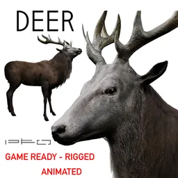 Deer Animal