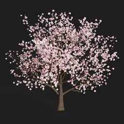 Sakura tree