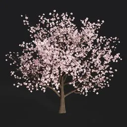 Sakura tree