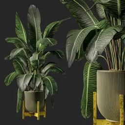 Highly detailed 3D banana plant model with optimized textures and realistic lighting, perfect for Blender indoor nature scenes.