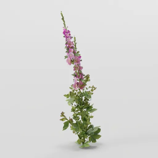 Leaning Mallow Plant