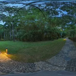 In the woods at night