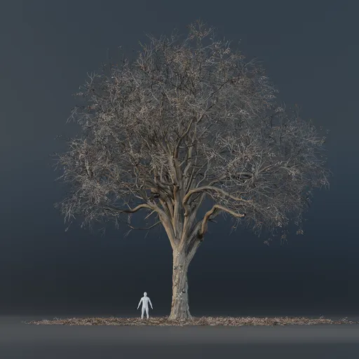 Oak Tree - Tall (Winter)