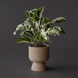 Calathea Fusion