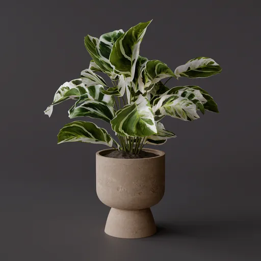 Calathea Fusion