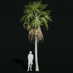 Caraday Palm Small Var