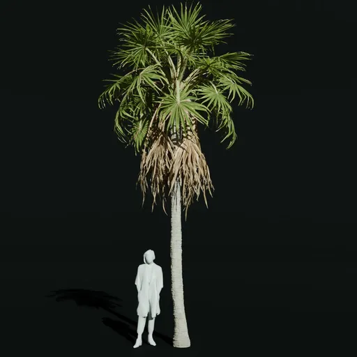 Caraday Palm Small Var