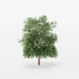 Realistic 3D maple tree model with detailed leaves and texture, designed for Blender rendering and animation.