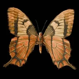 Realistic Butterfly