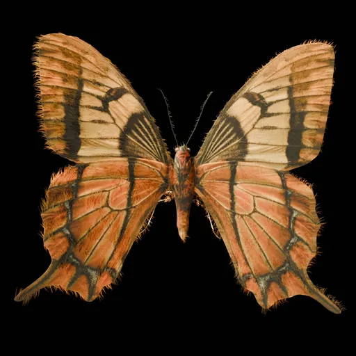 Realistic Butterfly