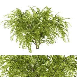 simple bush plant