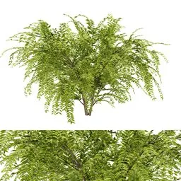 simple bush plant