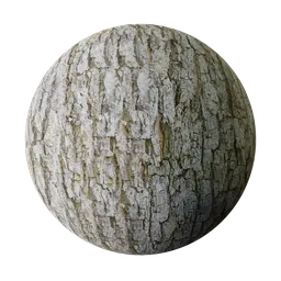 Realistic Dutch Elm wood PBR texture for 3D rendering in Blender and other software.