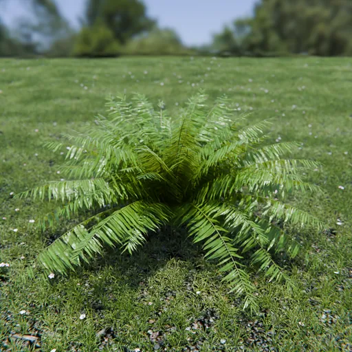 Hard Fern