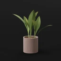 Haran Iron Plant Sprout Potted