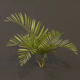 Alexandra Palm Plant Med