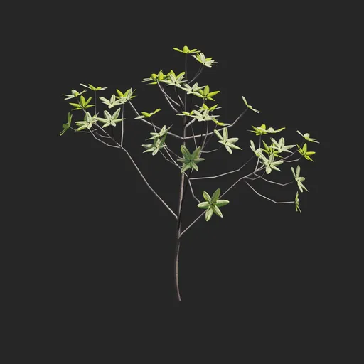 Mangrove Plant + Geometry Nodes + Animation