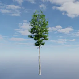 Detailed 3D evergreen tree model, suitable for Blender, mimics Pacific Northwest flora, optimized for transparency settings.