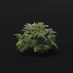 Fan Palm Large Potted