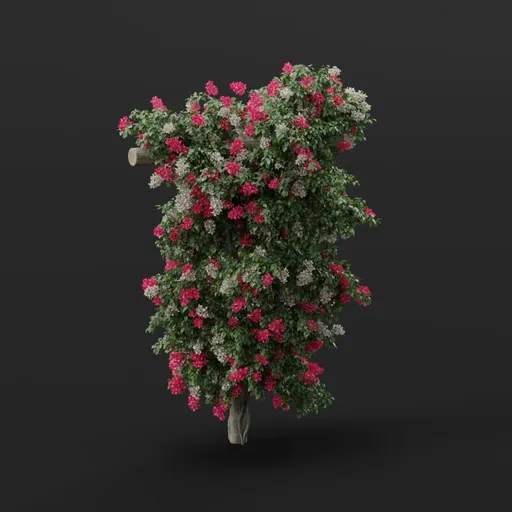 Bougainvillea