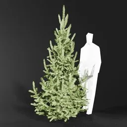 Norway Spruce Picea Abies 2.4m