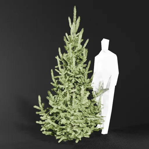 Norway Spruce Picea Abies 2.4m