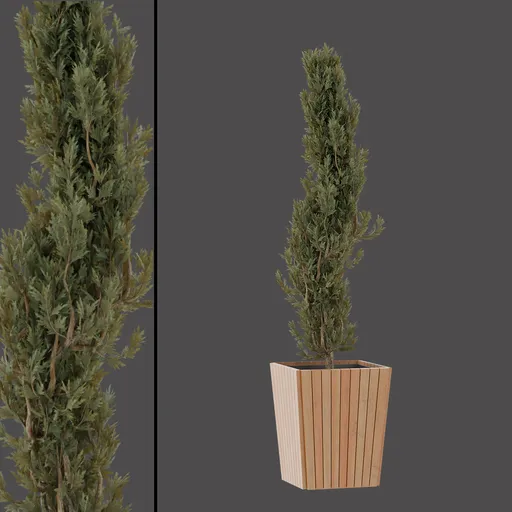 Modern Planter Evergreen