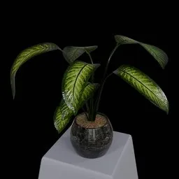 Ornamental plant
