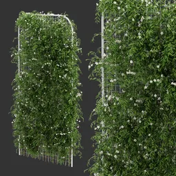 Fence Ivy Flowering Plant AQ