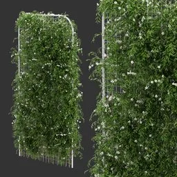 Fence Ivy Flowering Plant AQ