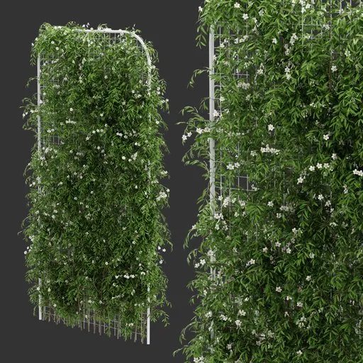 Fence Ivy Flowering Plant