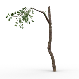 "High quality, realistic 3D model of an old tree with few branches, created using Blender 3D software. Perfect for 3D artists looking to add a touch of nature to their designs and scenes."