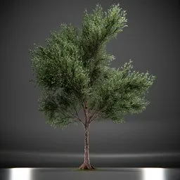 Callery Tree Low Poly Animated