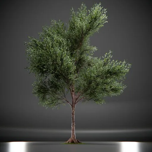 Callery Tree Low Poly Animated