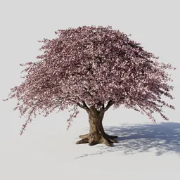 Sakura Tree