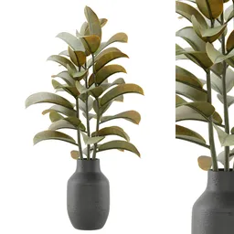 Indoor Plant Bouquet Ficus