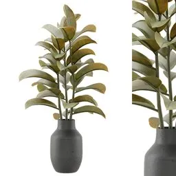 Indoor Plant Bouquet Ficus