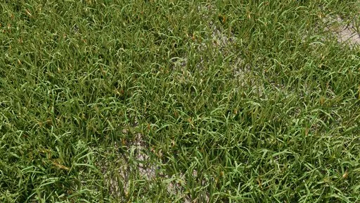 Realistic grass clump