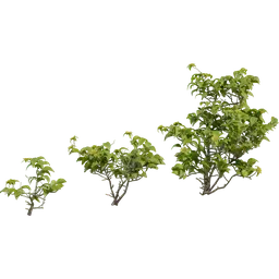 Didelta Spinosa