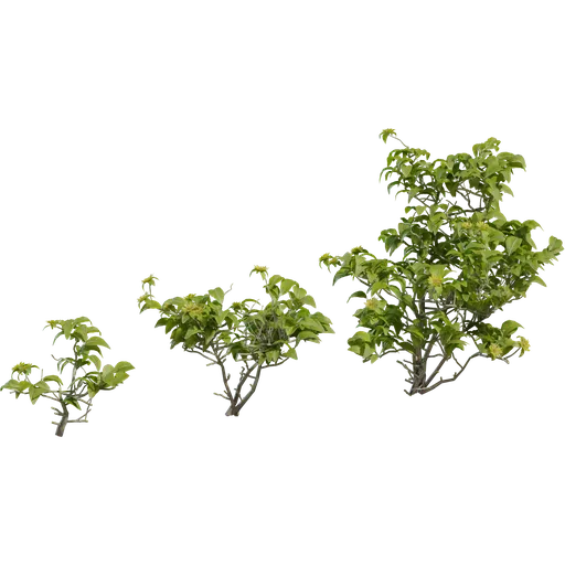 Didelta Spinosa